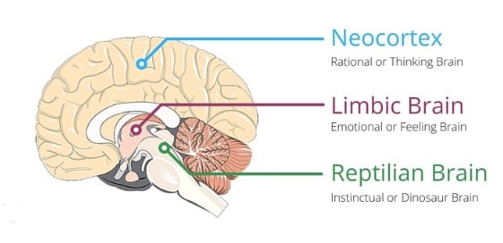 which part of the brain controls emotion