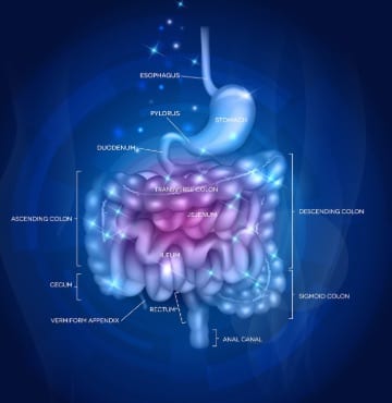 The Microbiome Gut Brain Axis  How Digestive Issues Affect Mind   Emotions    Motherhood Community - 90