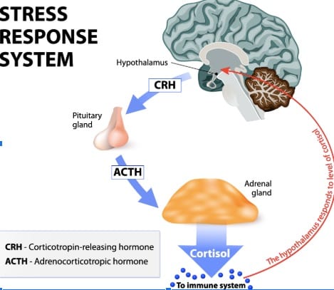 Stress Management The Immune System Boost Immunity With These 5 Things Motherhood Community - 35