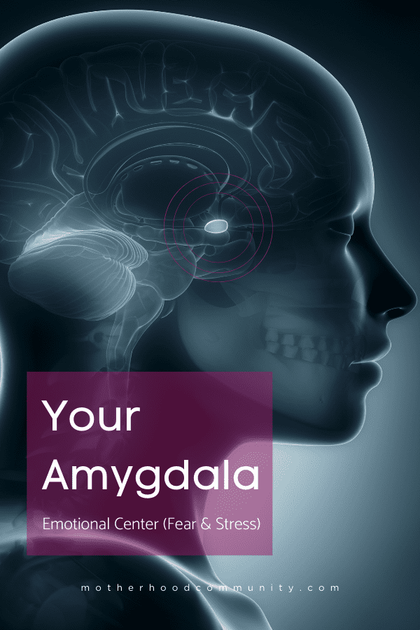 3 Scientific Ways To Calm Down Amygdala   Overactive Limbic System Symptoms   Prevention   Motherhood Community - 44