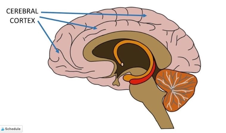 What Part of Brain Controls Emotions  And How Does Chronic Stress Affect the Brain    Motherhood Community - 40