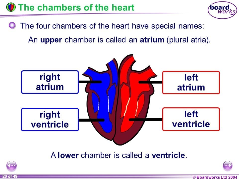 Your Heart Has Its Own Brain  Heartbrain    Learn How To Activate Heart Intelligence   Motherhood Community - 85