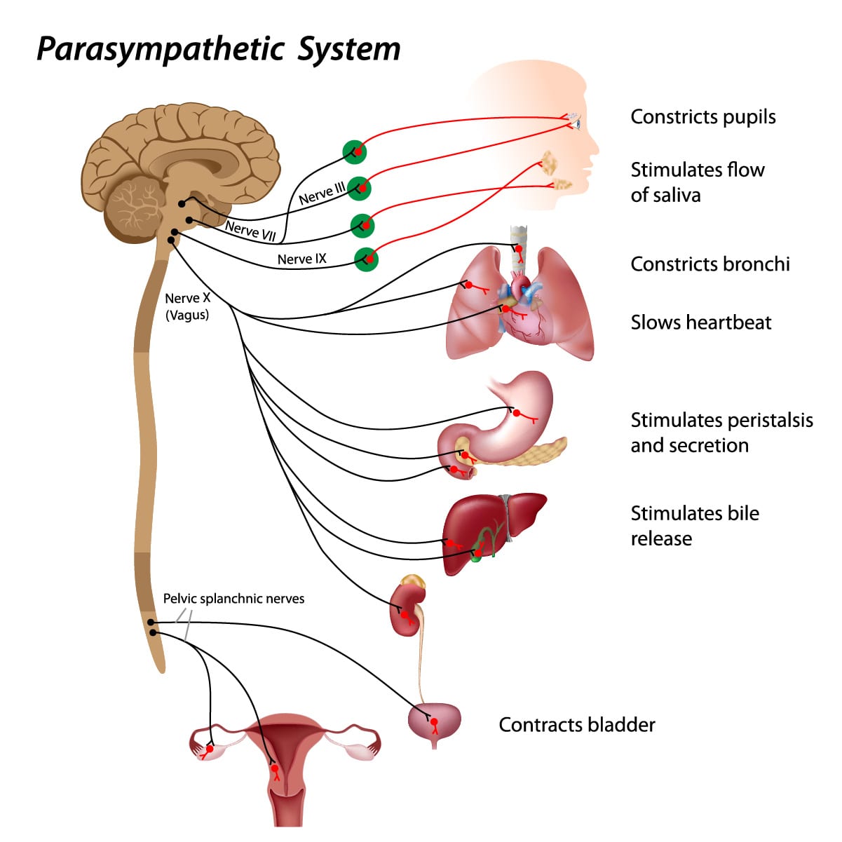 How To Manage Anxiety By Understanding Your Autonomic Nervous System   Motherhood Community - 81