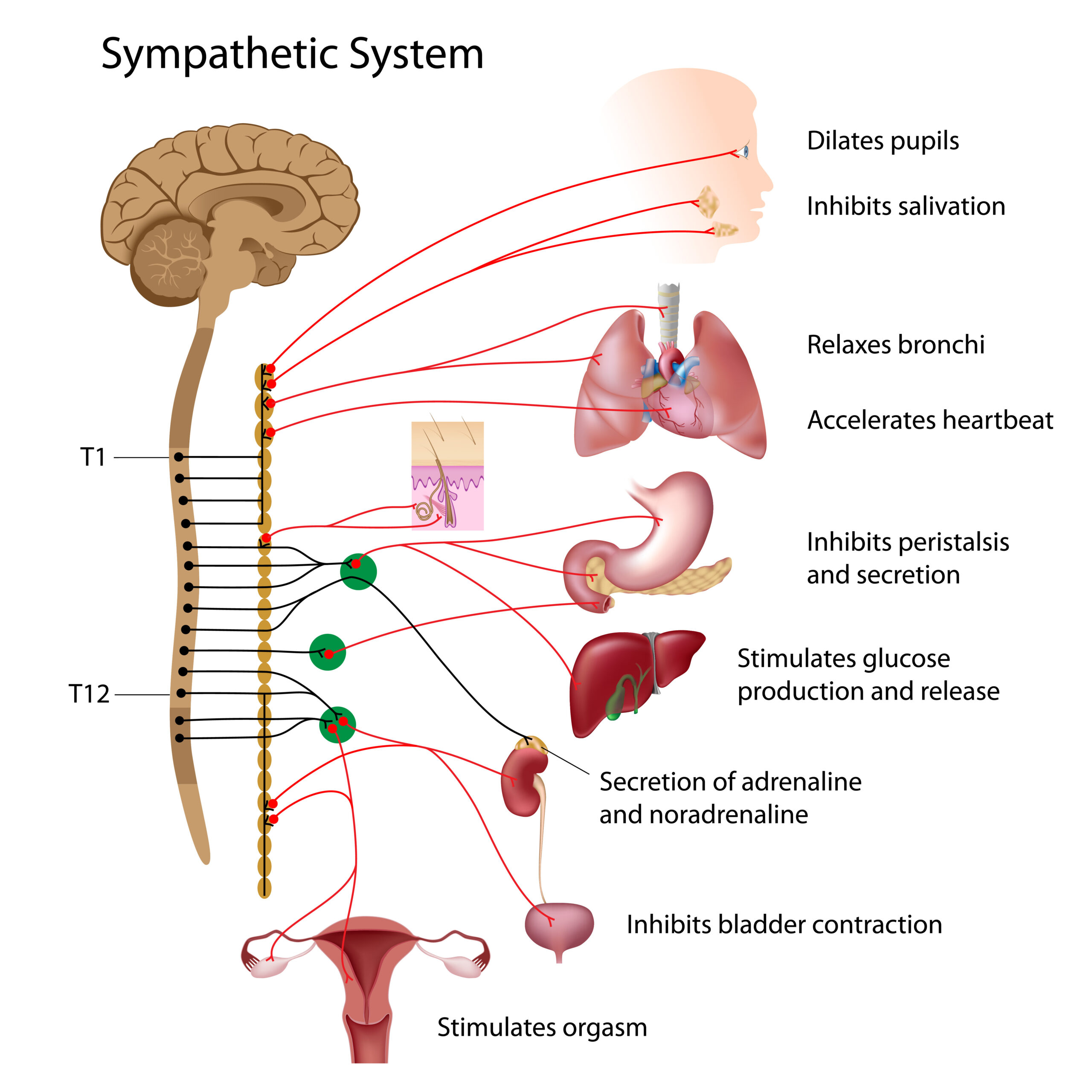 How To Manage Anxiety By Understanding Your Autonomic Nervous System   Motherhood Community - 48