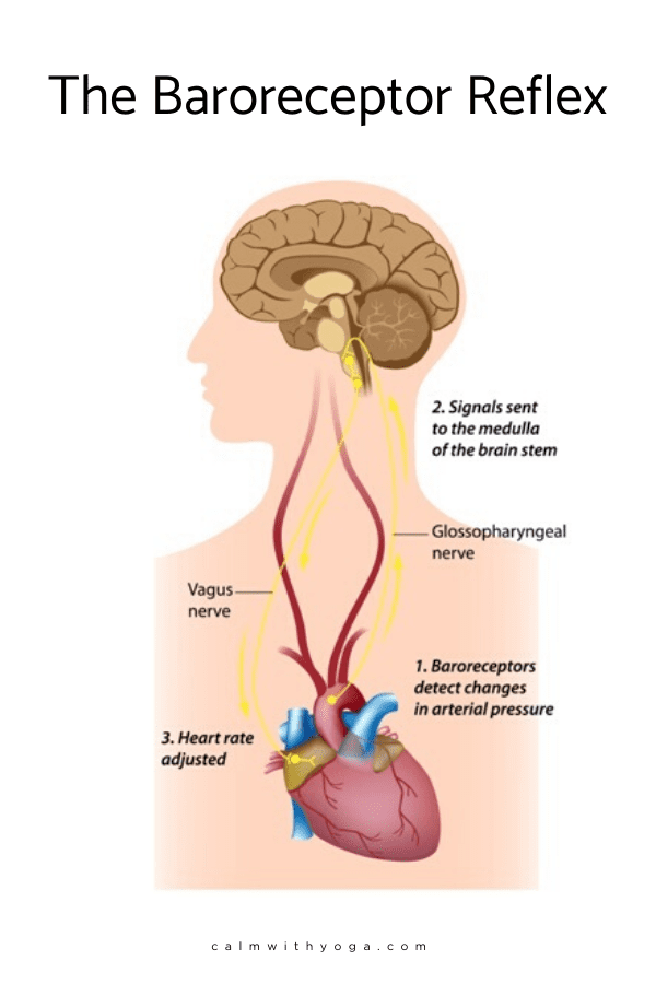 Sukha Pranayama   Easy Breath   Can Have Immediate Positive Effects on High Blood Pressure  Hypertension   Study Finds   Motherhood Community - 85