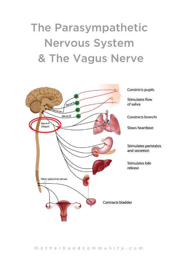 Chillax Mechanism  Parasympathetic Nervous System    Motherhood Community - 44