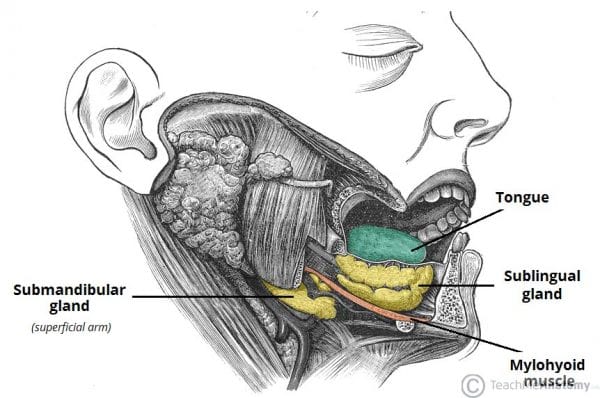 Chillax Mechanism  Parasympathetic Nervous System    Motherhood Community - 11