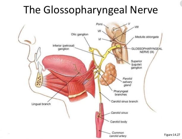 Chillax Mechanism  Parasympathetic Nervous System    Motherhood Community - 29