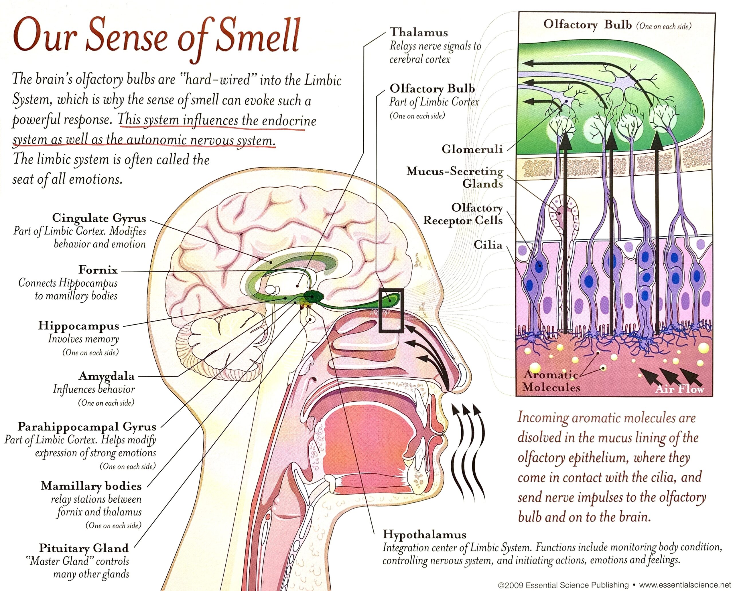 How To Use Essential Oils For Mental Health   Depression   Motherhood Community - 83