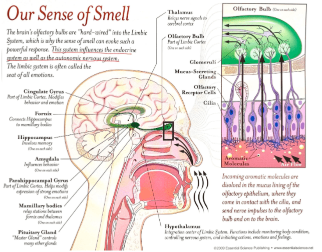 Studies Say These Are The Best Essential Oils For More Focus  Mental Clarity    Productivity   Motherhood Community - 86