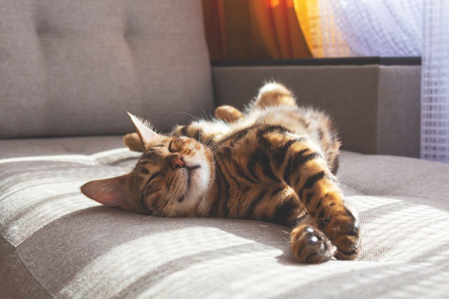 620 Girl Cat Names For Your Adorable Fur Baby