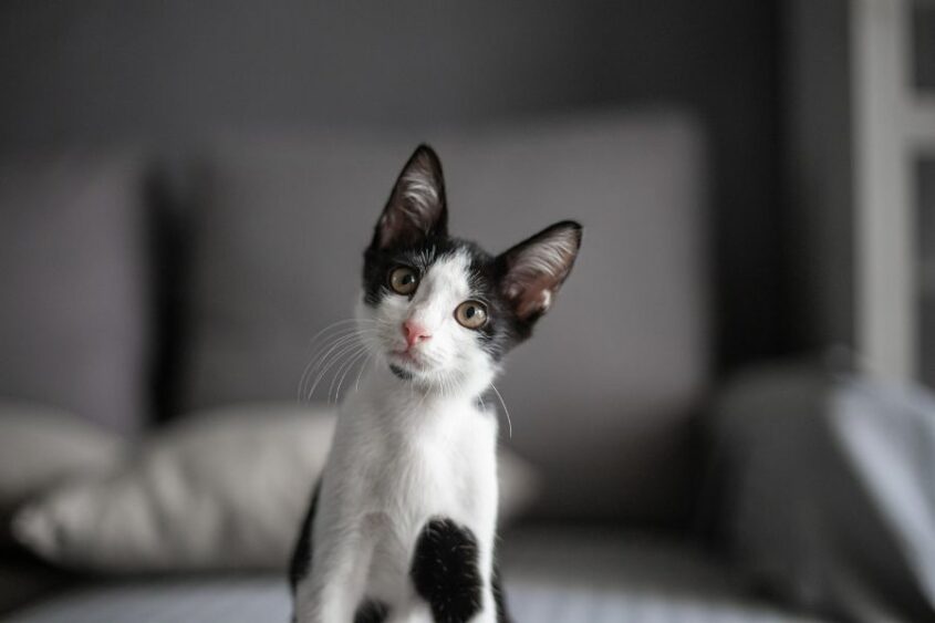 800 Boy Cat Names Top Picks Favorites From A To Z 800 Boy Cat Names Top Picks Favorites From A To Z
