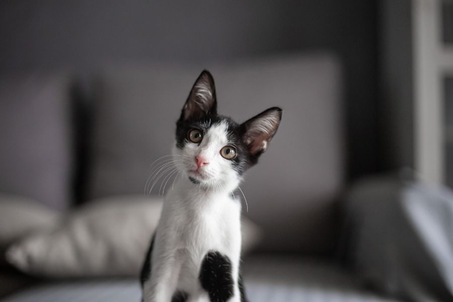 800 Boy Cat Names Top Picks Favorites From A To Z 