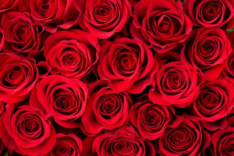 180 names that mean red exotic options from around the world