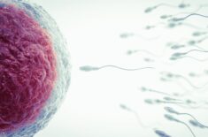 when are you most fertile