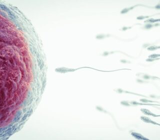 when are you most fertile