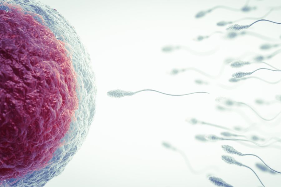 When Are You Most Fertile & How To Predict Ovulation?